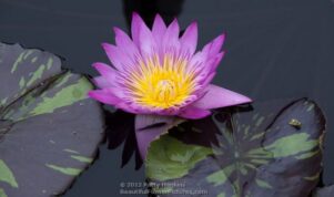 Queen of Siam Water Lily