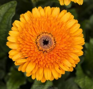 Klondike Gerbera daisy