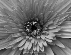 Orange Selection Gerbera Daisy