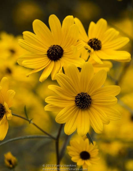 Swamp Sunflower - helianthus angustifolius