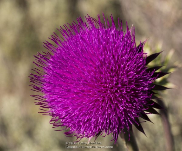 Musk Thistle - carduus nutans