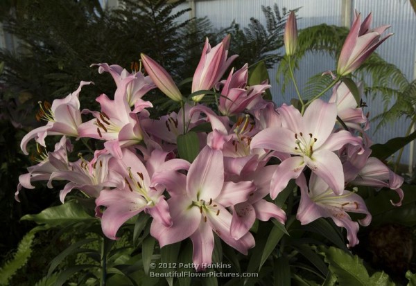 Tabledance Lilies