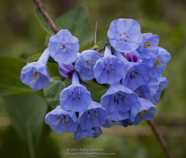 Virginia Bluebells – mertensia virginica