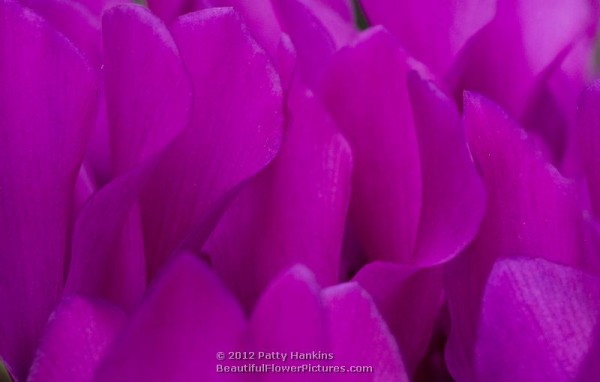 Florist’s Cyclamen – cyclamen persicum