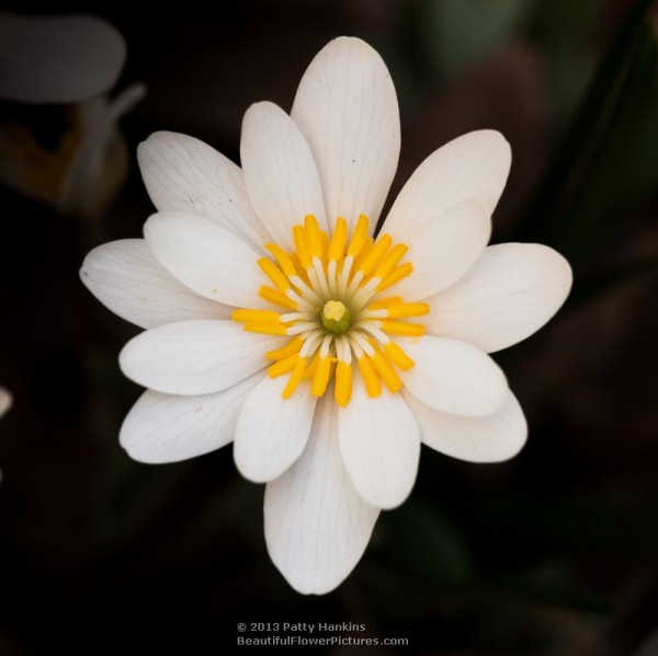 Bloodroot – sanguinaria canadensis