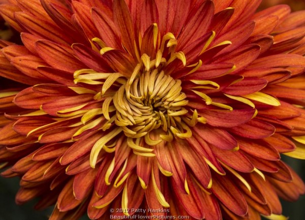 Indian Summer Chrysanthemums