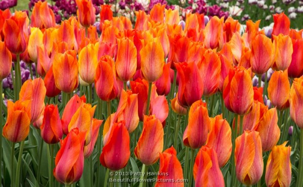 El Nino Tulips