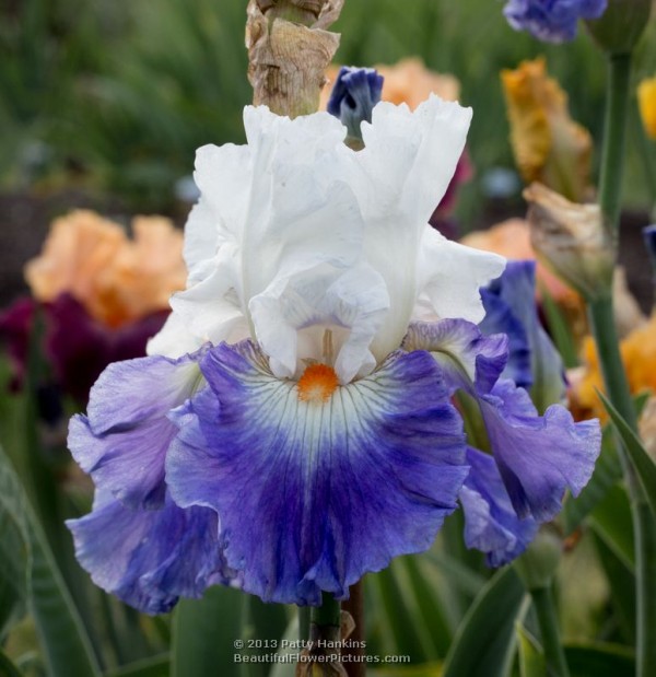 Some Purple Irises