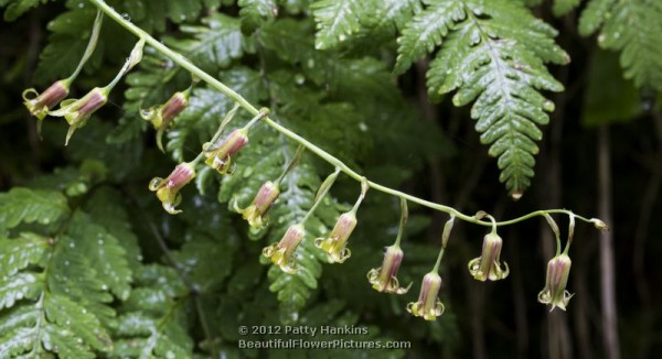 Western Featherbells –  stenanthium occidentale