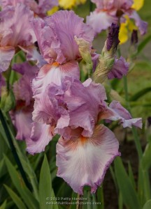 Shades of Pink Irises | Beautiful Flower Pictures Blog