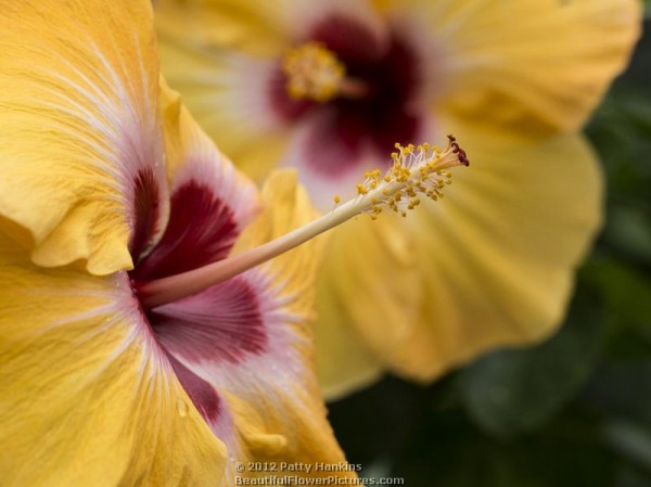 Jason and Sunny Wind Hibiscuses