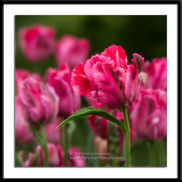 New Photo: Fantasy Tulip