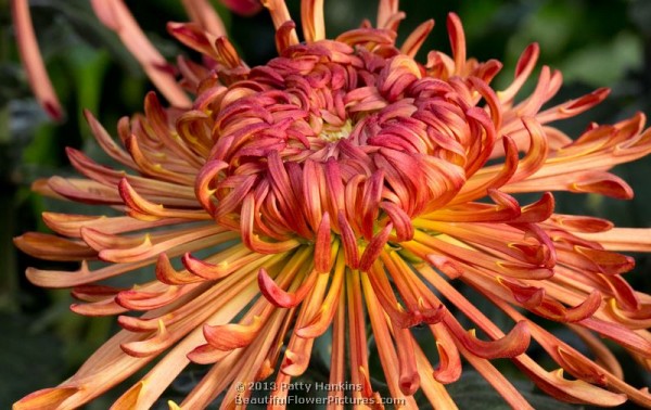 Judith Baker and Saffina – Some Amazing Quill Chrysanthemums