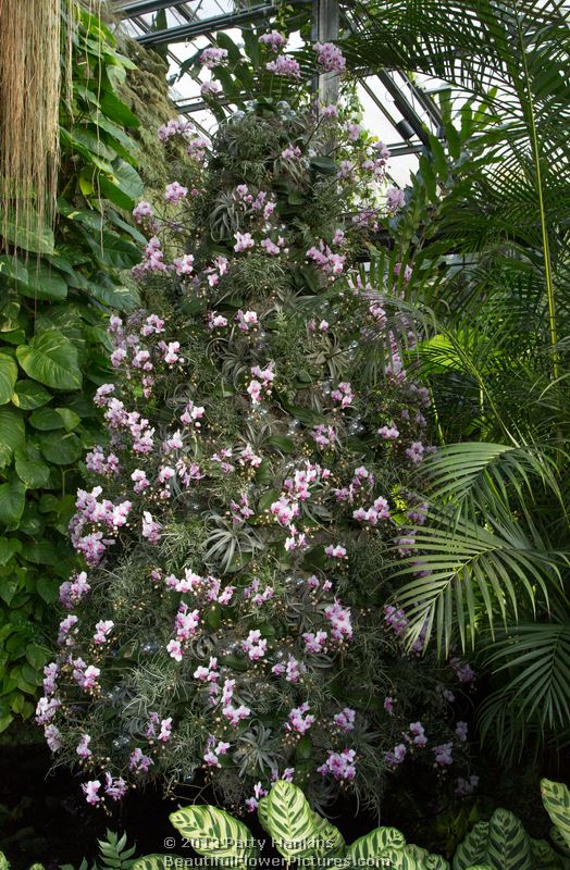 More Christmas in the Conservatory at Longwood Gardens – 2013