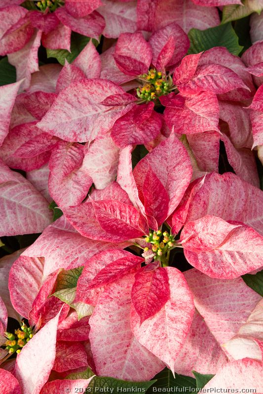 Wonderful Red Poinsettias