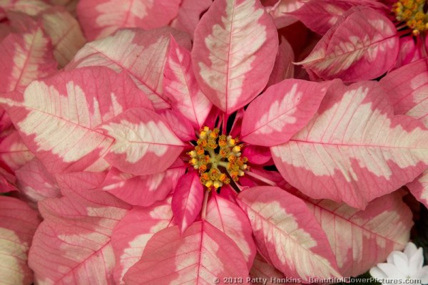 Bright Pink Poinsettias