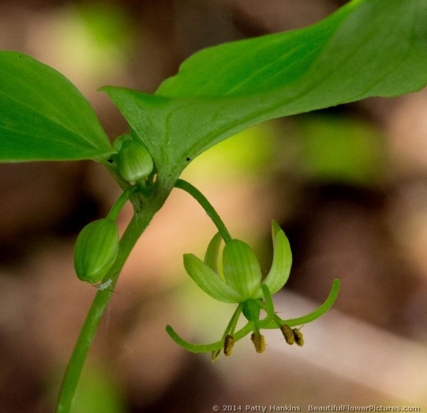 Indian Cucumbers, Mandarins, and Fairy Bells – Some Native Lilies