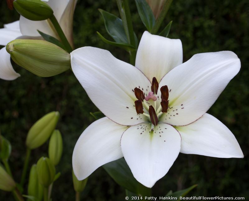 Wonderful White Lilies – Beautiful Flower Pictures Blog