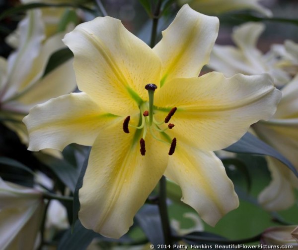 Wonderful Yellow Lilies