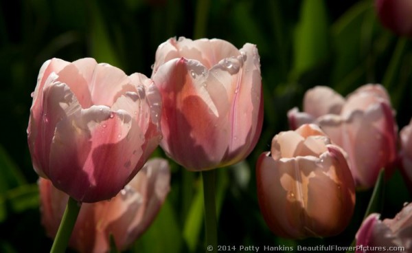 More Tulips at Sherwood Garden