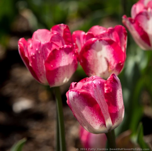 Tulips at Sherwood Gardens in Baltimore