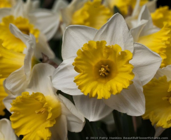 Las Vegas Daffodils © 2014 Patty Hankins