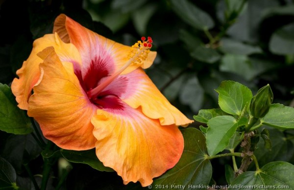 Wonderful Hibiscuses