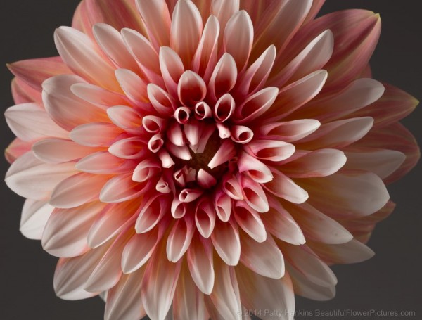 Peach and White Dahlia © 2014 Patty Hankins