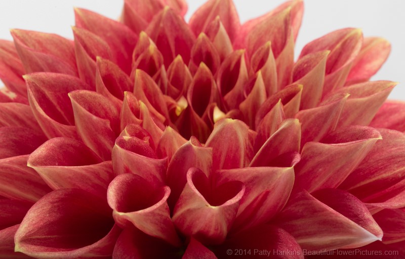 In the Studio: A Few More Dahlias