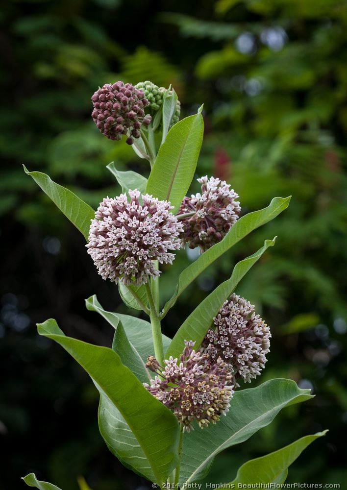 Common Milkweed and Butterfly Weed | Beautiful Flower Pictures Blog