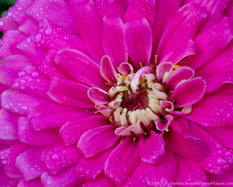 A Few Zinnias to Brighten Your Day