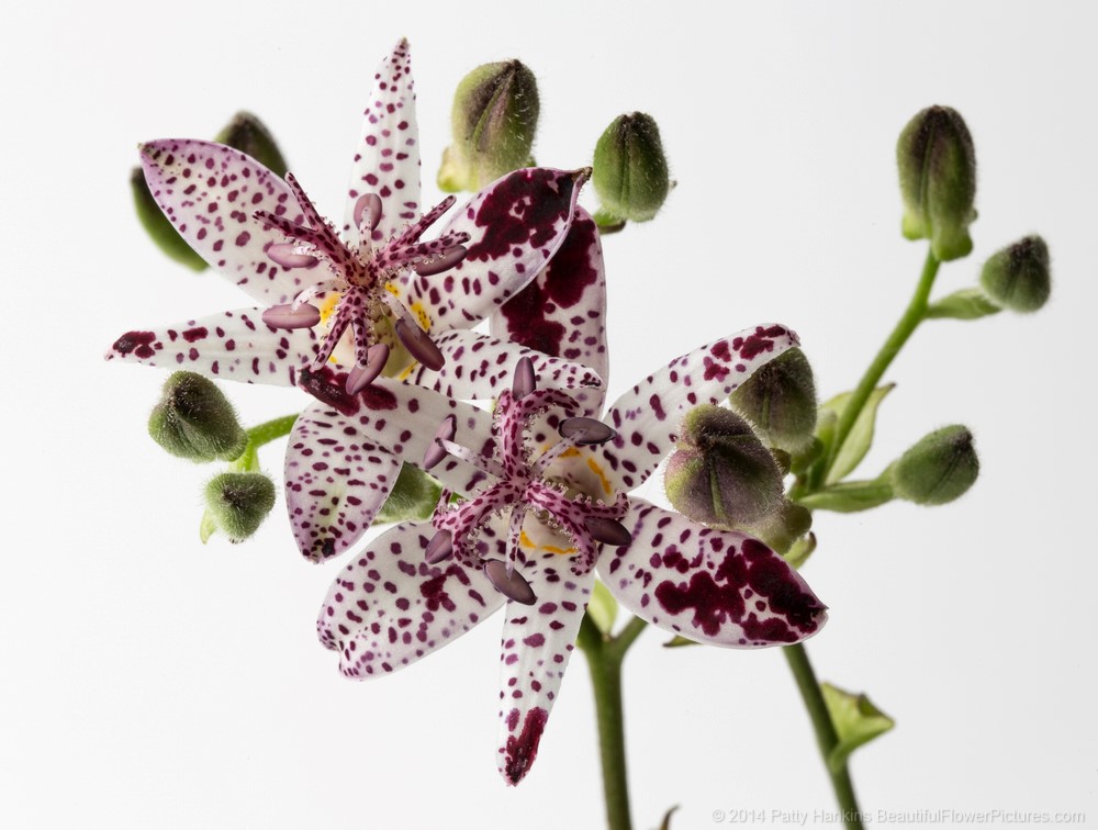 In the Studio – Toad Lilies