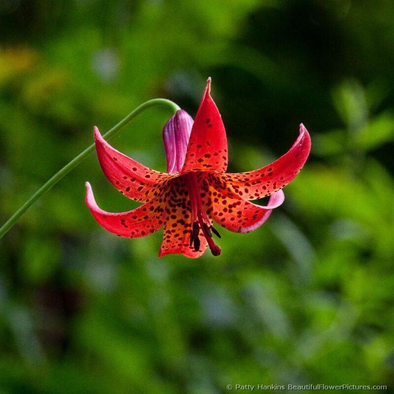 Canada Lily – Lilium Canadense :: Beautiful Flower Pictures Blog