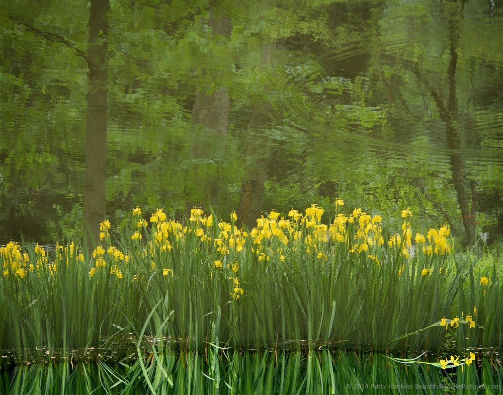 New Photo: Iris Reflections