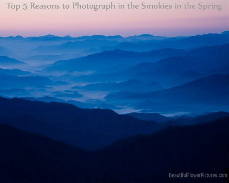 Top 5 Reasons to Photograph in the Smokies in the Spring | Beautiful ...