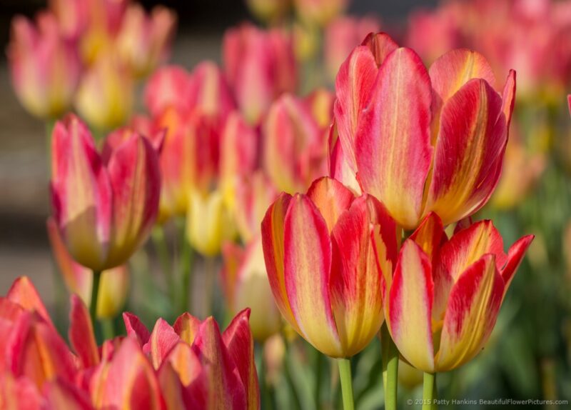 Pink and Yellow Tulips | Beautiful Flower Pictures Blog