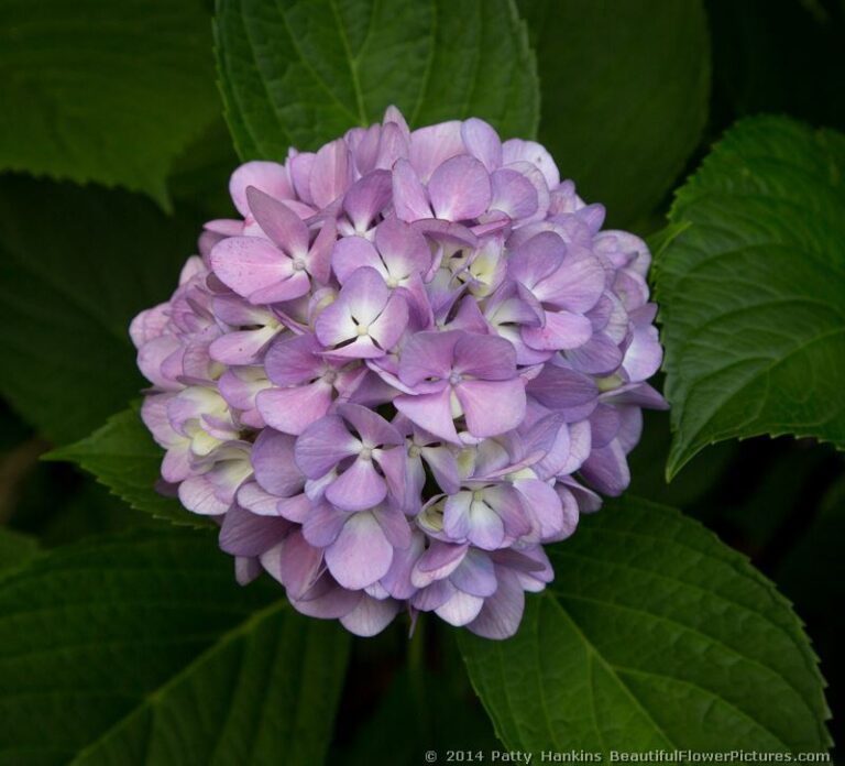 A Few Different Hydrangeas | Beautiful Flower Pictures Blog