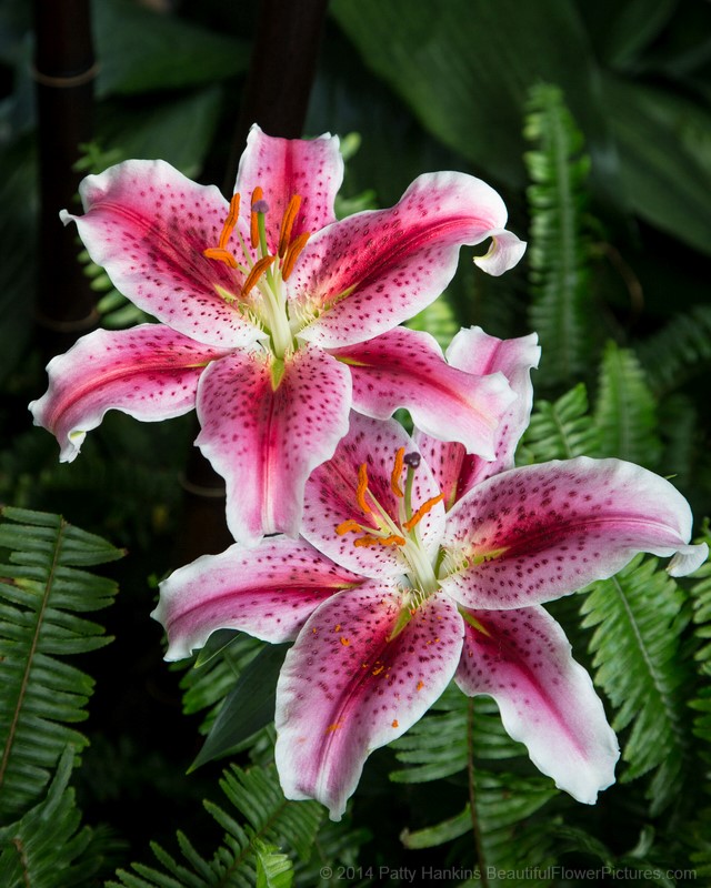 Star Gazer Lilies © 2014 Patty Hankins