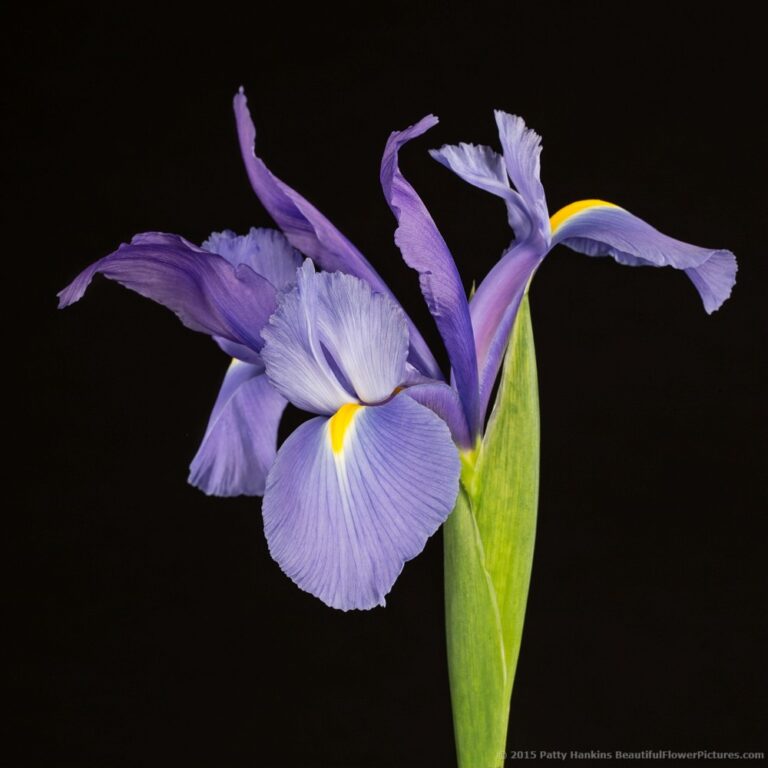 New Photo: Siberian Iris | Beautiful Flower Pictures Blog