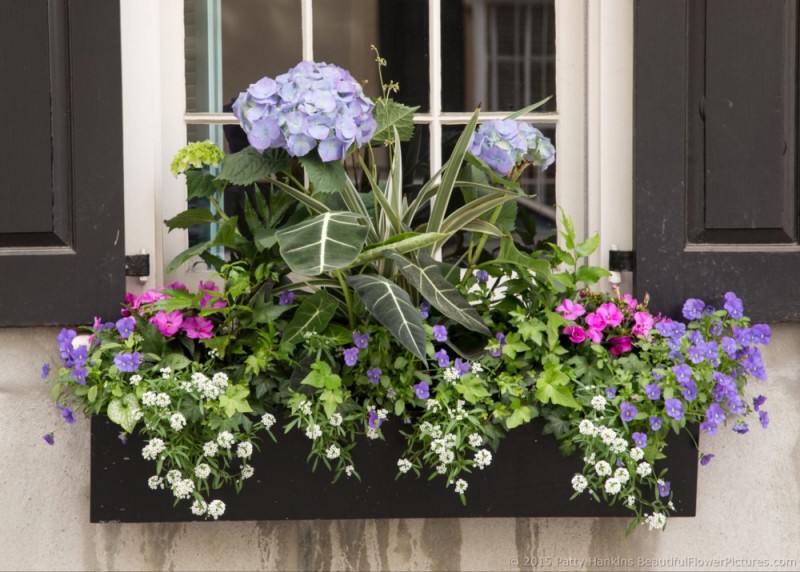 Beautiful Window Boxes in Charleston, SC | Beautiful Flower Pictures Blog