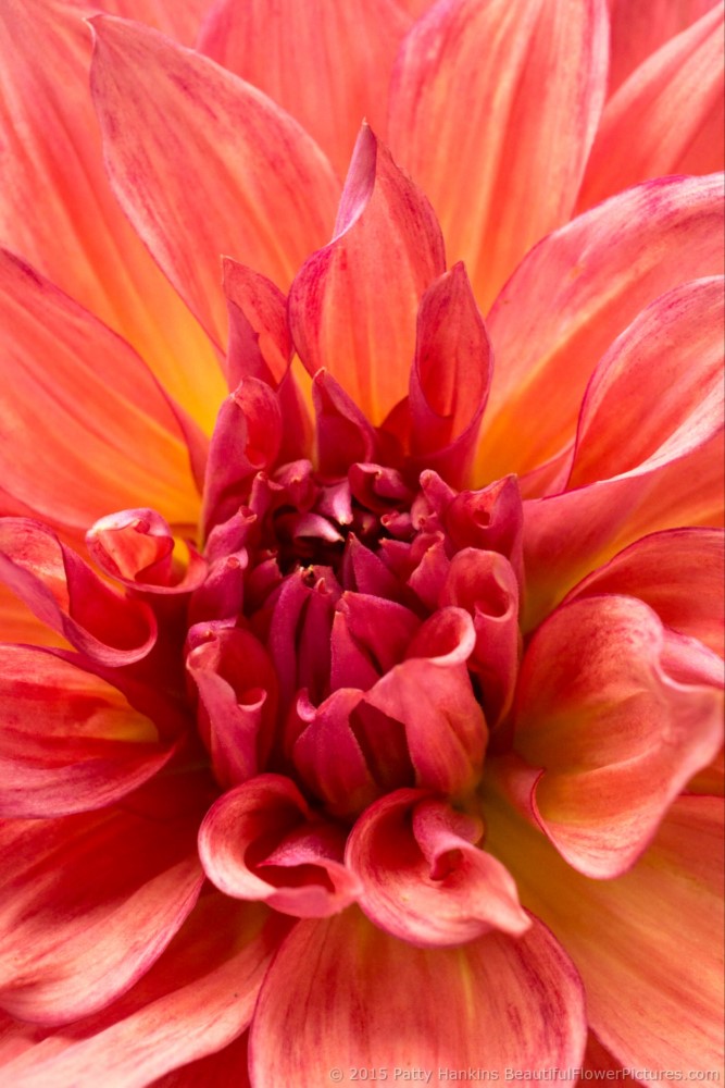 Dahlias 2015 – Part 2 :: Beautiful Flower Pictures Blog