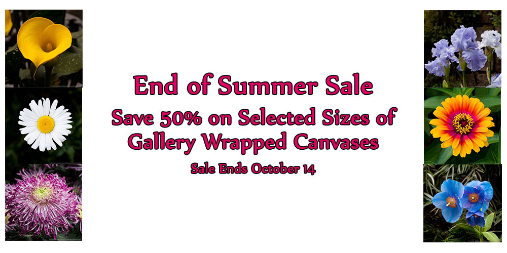 End of Summer Sale – Save 50% on Selected Gallery-Wrapped Canvases