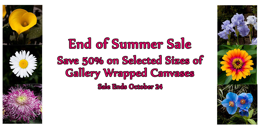 End of Summer Sale Extended until October 24 – Save 50%