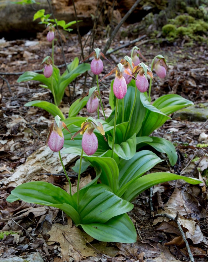 Lots of Lady’s Slippers!