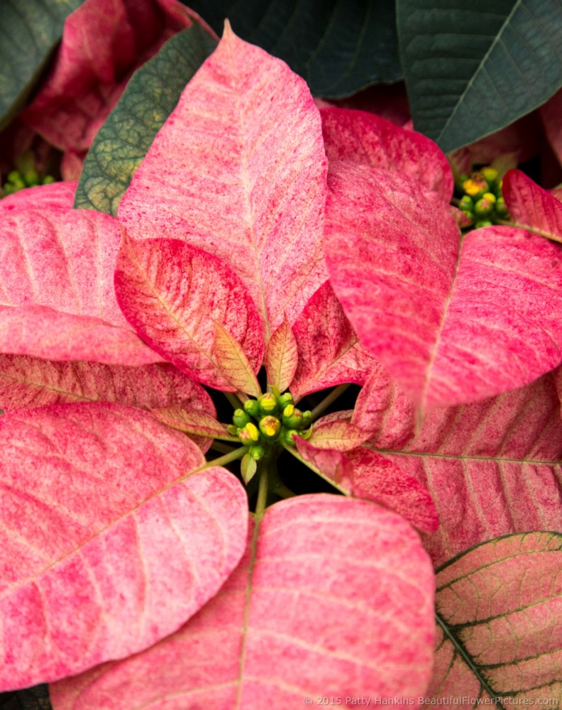 Christmas Beauty Queen Poinsettia © 2015 Patty Hankins