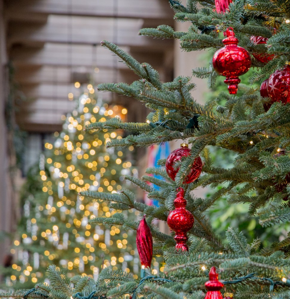 Christmas in the Main Conservatory 2015 – Longwood Gardens