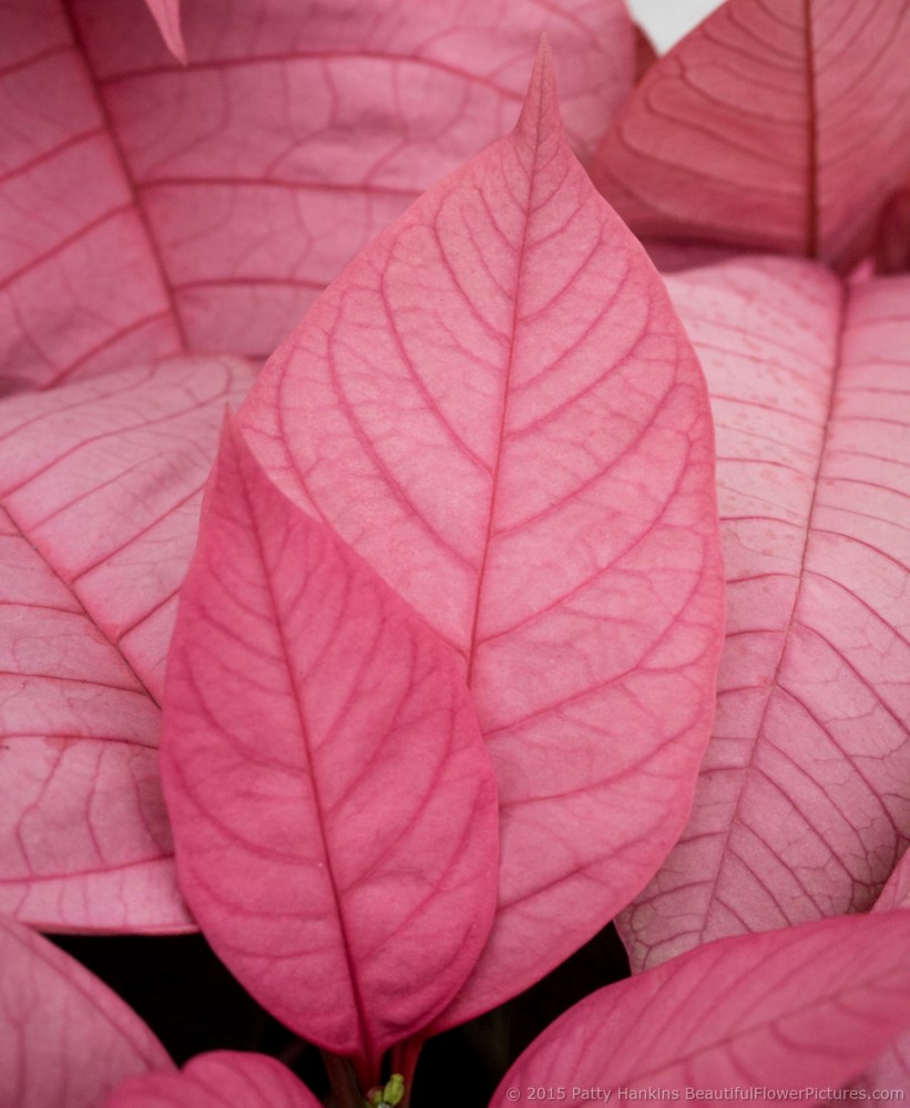 Beautiful Poinsettias