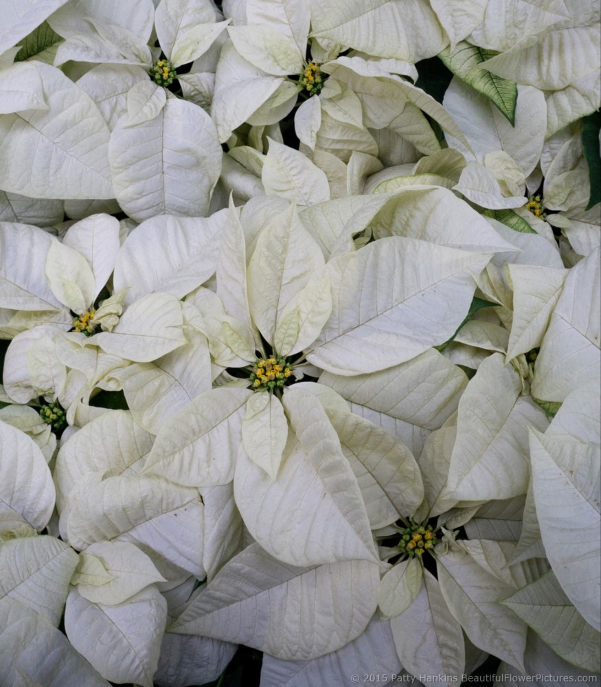 Poinsettias 2015 – part 8