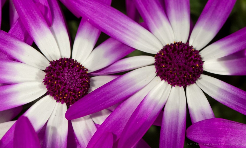 Cineraria Sunsenerba © 2016 Patty Hankins