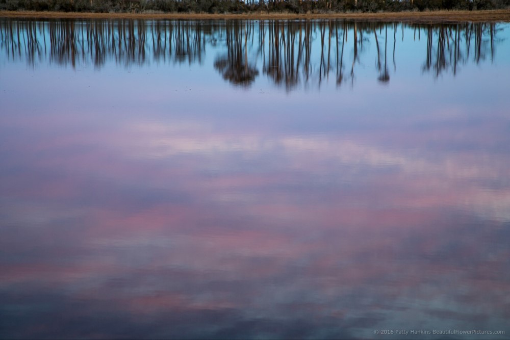 Chincoteague Reflections © 2016 Patty Hankins